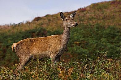 《宝可梦 走吧！皮卡丘＆伊布》登陆国行Switch 定价299元